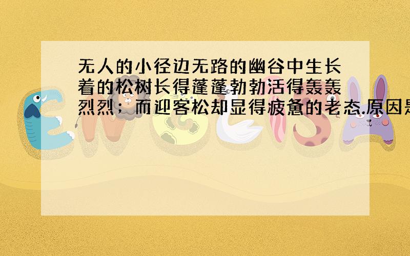 无人的小径边无路的幽谷中生长着的松树长得蓬蓬勃勃活得轰轰烈烈；而迎客松却显得疲惫的老态.原因是?