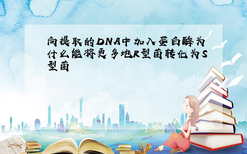 向提取的DNA中加入蛋白酶为什么能将更多地R型菌转化为S型菌