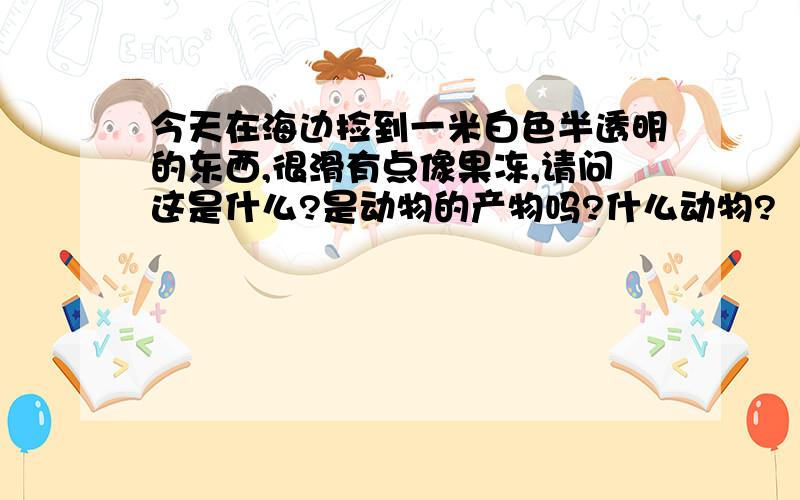 今天在海边捡到一米白色半透明的东西,很滑有点像果冻,请问这是什么?是动物的产物吗?什么动物?