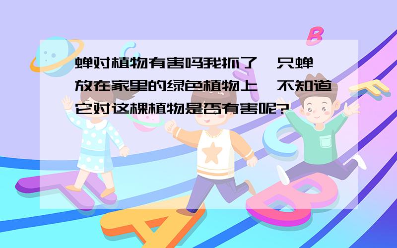 蝉对植物有害吗我抓了一只蝉,放在家里的绿色植物上,不知道它对这棵植物是否有害呢?