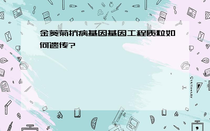 金葵菊抗病基因基因工程质粒如何遗传?