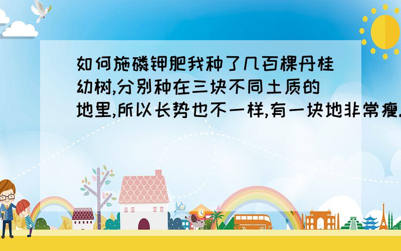 如何施磷钾肥我种了几百棵丹桂幼树,分别种在三块不同土质的地里,所以长势也不一样,有一块地非常瘦.听说桂花树喜欢磷钾肥,但