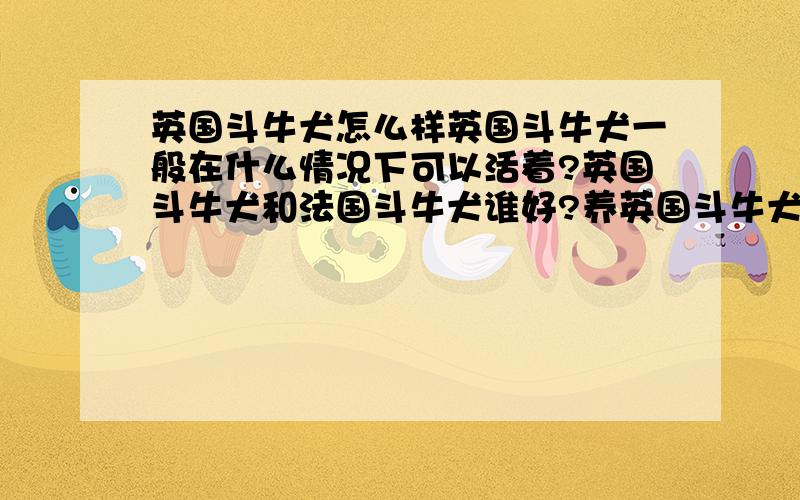 英国斗牛犬怎么样英国斗牛犬一般在什么情况下可以活着?英国斗牛犬和法国斗牛犬谁好?养英国斗牛犬一般要注意什么,在英国斗牛犬