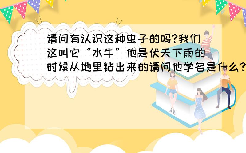 请问有认识这种虫子的吗?我们这叫它“水牛”他是伏天下雨的时候从地里钻出来的请问他学名是什么?