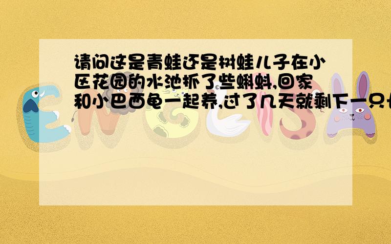 请问这是青蛙还是树蛙儿子在小区花园的水池抓了些蝌蚪,回家和小巴西龟一起养,过了几天就剩下一只长成小青蛙.可是这只蛙不喜欢