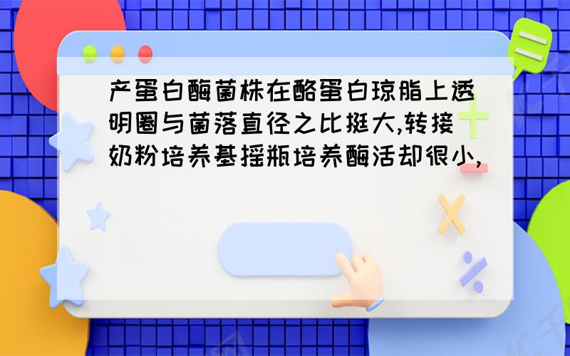 产蛋白酶菌株在酪蛋白琼脂上透明圈与菌落直径之比挺大,转接奶粉培养基摇瓶培养酶活却很小,