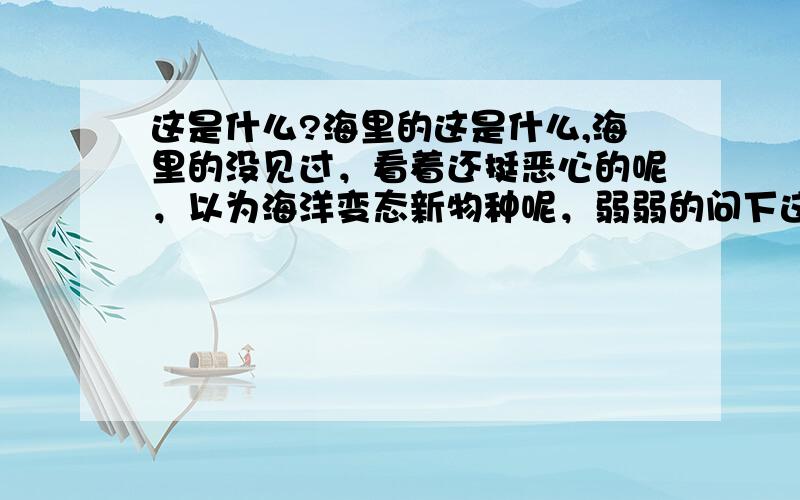 这是什么?海里的这是什么,海里的没见过，看着还挺恶心的呢，以为海洋变态新物种呢，弱弱的问下这个能吃吗？