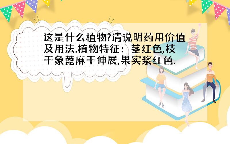 这是什么植物?请说明药用价值及用法.植物特征：茎红色,枝干象蓖麻干伸展,果实浆红色.
