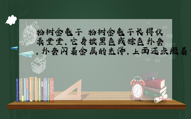 松树金龟子 松树金龟子长得仪表堂堂,它身披黑色或棕色外套,外套闪着金属的光泽,上面还点缀着一些白色斑点,显得既朴素又高雅