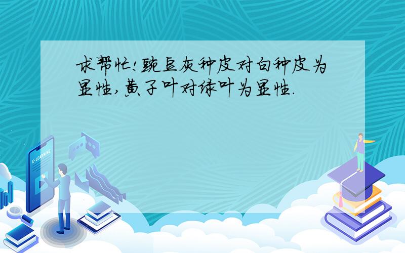 求帮忙!豌豆灰种皮对白种皮为显性,黄子叶对绿叶为显性.