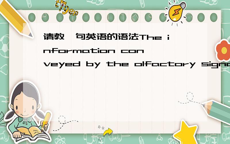 请教一句英语的语法The information conveyed by the olfactory signals o