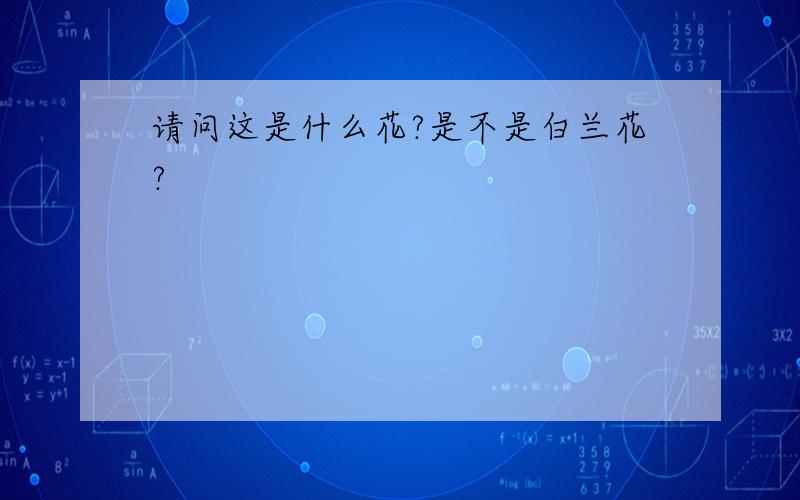 请问这是什么花?是不是白兰花?