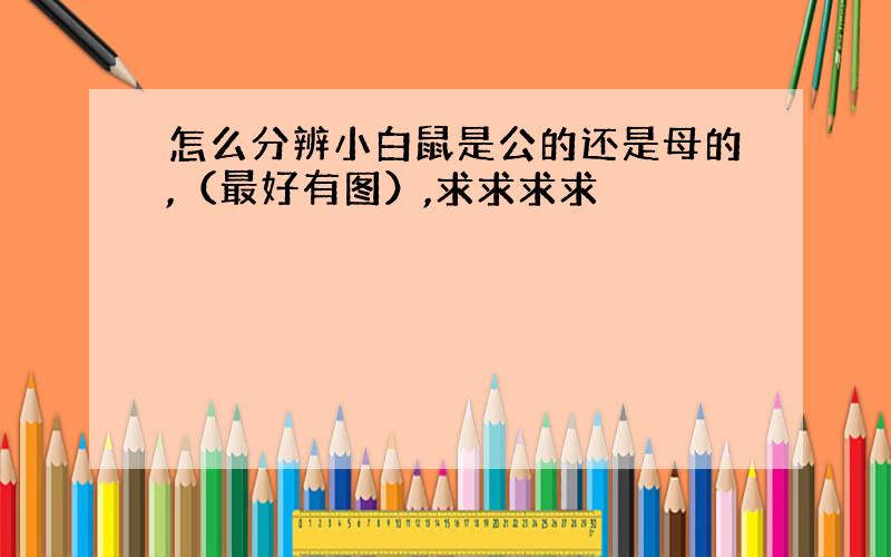 怎么分辨小白鼠是公的还是母的,（最好有图）,求求求求