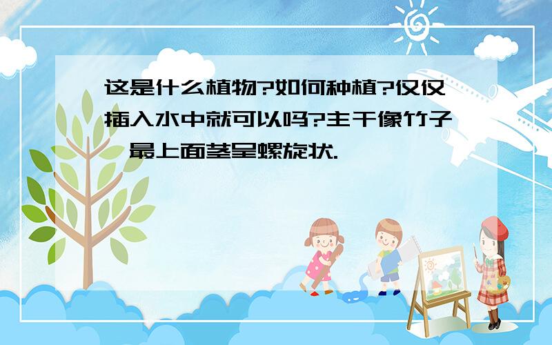 这是什么植物?如何种植?仅仅插入水中就可以吗?主干像竹子,最上面茎呈螺旋状.