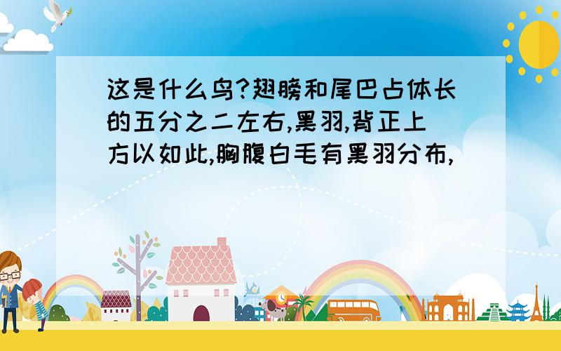 这是什么鸟?翅膀和尾巴占体长的五分之二左右,黑羽,背正上方以如此,胸腹白毛有黑羽分布,