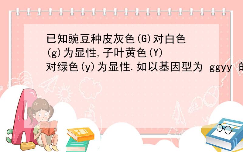 已知豌豆种皮灰色(G)对白色(g)为显性,子叶黄色(Y)对绿色(y)为显性.如以基因型为 ggyy 的豌豆为母本,与基因