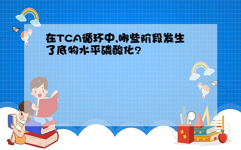 在TCA循环中,哪些阶段发生了底物水平磷酸化?