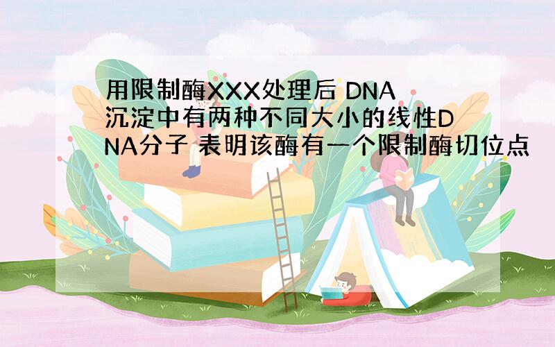 用限制酶XXX处理后 DNA沉淀中有两种不同大小的线性DNA分子 表明该酶有一个限制酶切位点