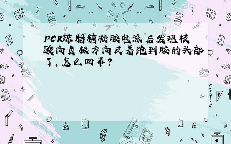 PCR琼脂糖凝胶电泳后发现核酸向负极方向反着跑到胶的头部了,怎么回事?