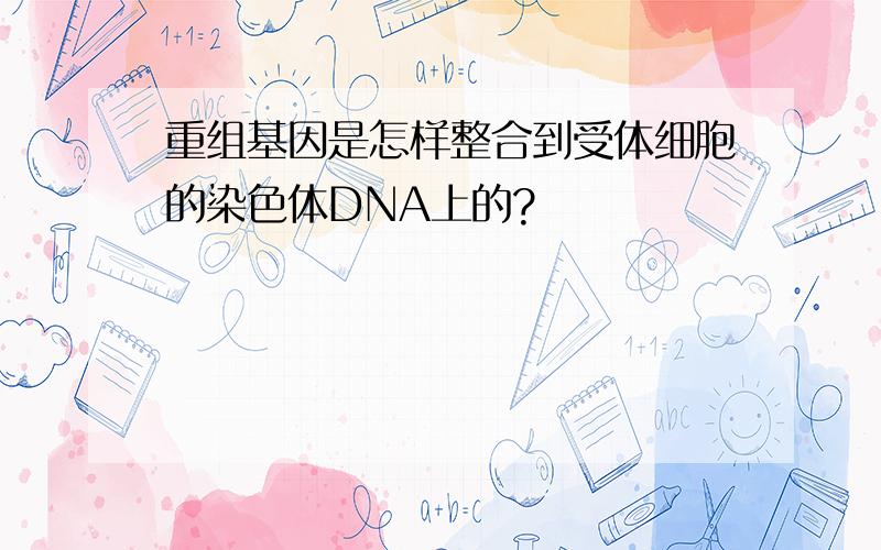 重组基因是怎样整合到受体细胞的染色体DNA上的?