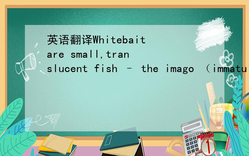 英语翻译Whitebait are small,translucent fish – the imago （immatu