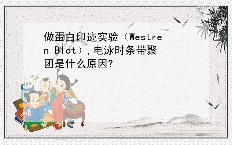 做蛋白印迹实验（Westren Blot）,电泳时条带聚团是什么原因?