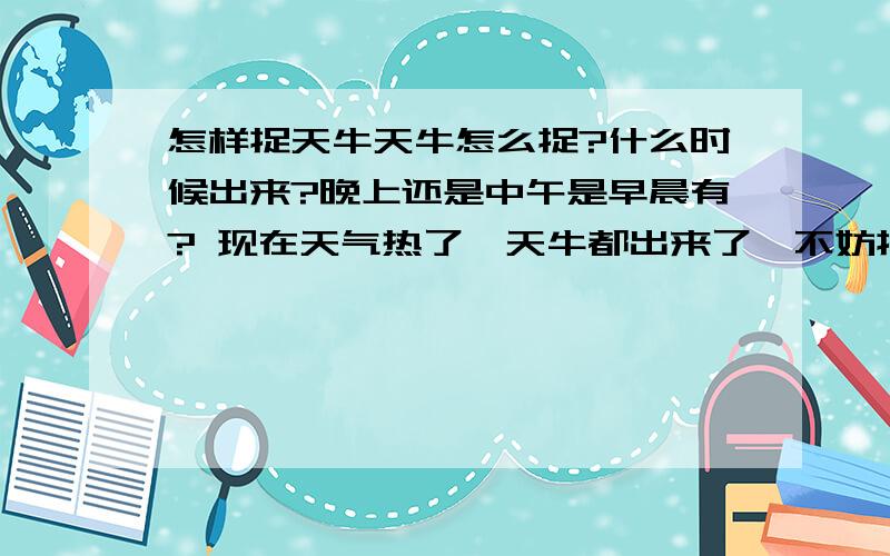 怎样捉天牛天牛怎么捉?什么时候出来?晚上还是中午是早晨有? 现在天气热了,天牛都出来了,不妨捉几只来玩玩