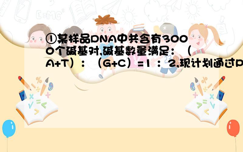 ①某样品DNA中共含有3000个碱基对,碱基数量满足：（A+T）：（G+C）=1 ：2,现计划通过PCR得到100个与样