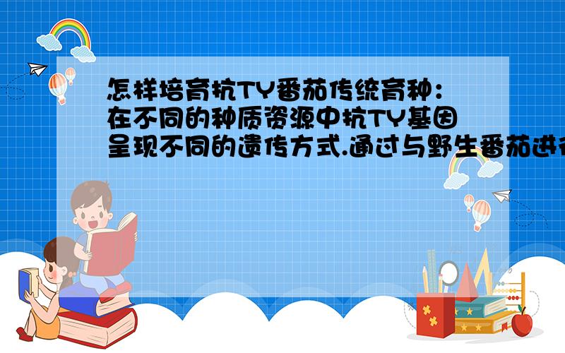 怎样培育抗TY番茄传统育种：在不同的种质资源中抗TY基因呈现不同的遗传方式.通过与野生番茄进行杂交可把抗病基因转入到栽培