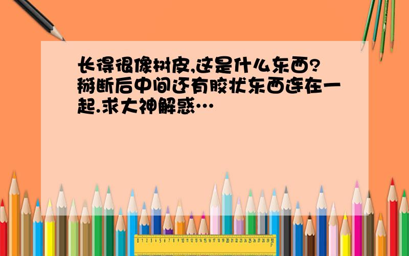 长得很像树皮,这是什么东西?掰断后中间还有胶状东西连在一起.求大神解惑…