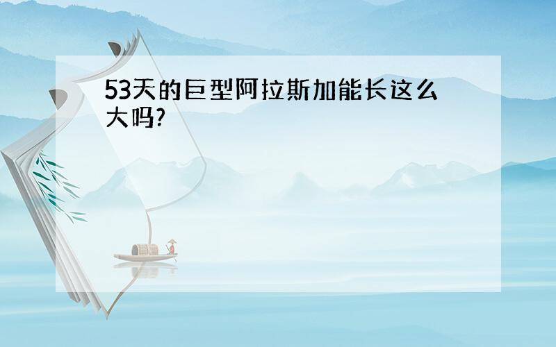 53天的巨型阿拉斯加能长这么大吗?