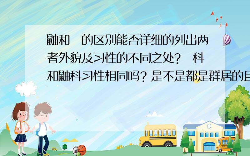 鼬和獴的区别能否详细的列出两者外貌及习性的不同之处?獴科和鼬科习性相同吗？是不是都是群居的且互帮互助？