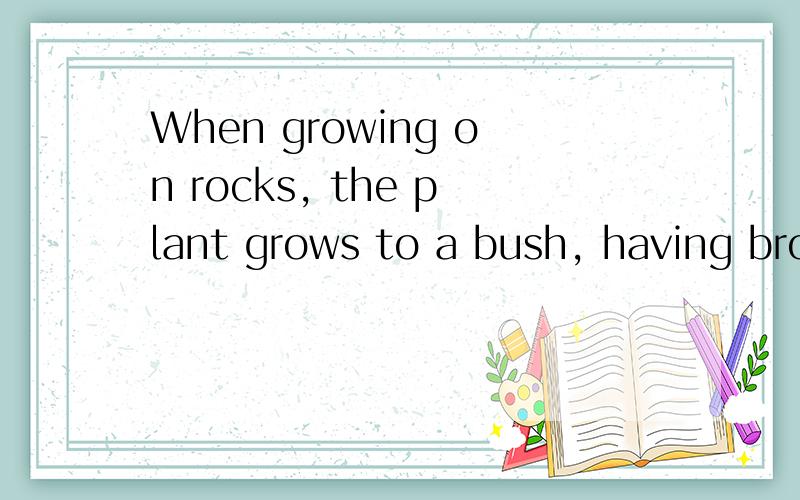 When growing on rocks, the plant grows to a bush, having bro