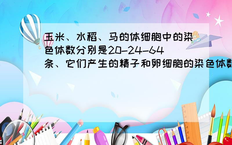 玉米、水稻、马的体细胞中的染色体数分别是20-24-64条、它们产生的精子和卵细胞的染色体数目分别是多少条?还成双成对么