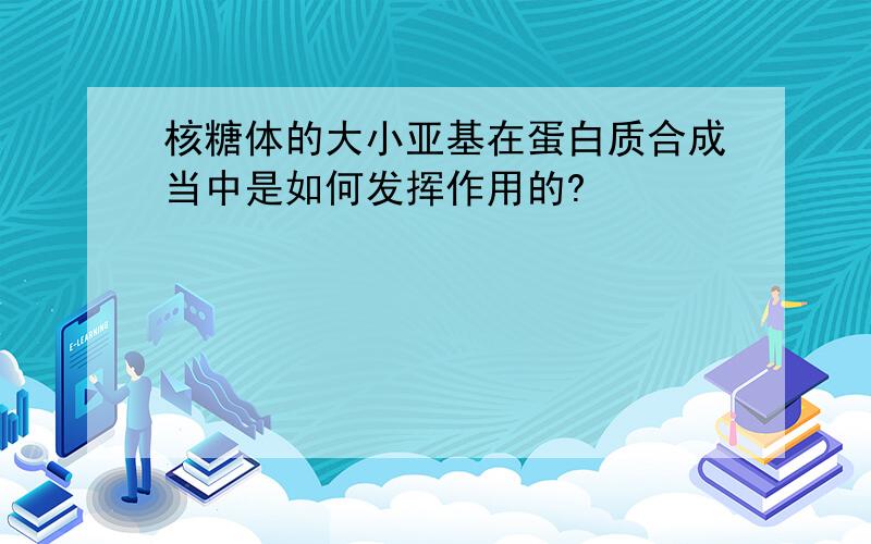 核糖体的大小亚基在蛋白质合成当中是如何发挥作用的?