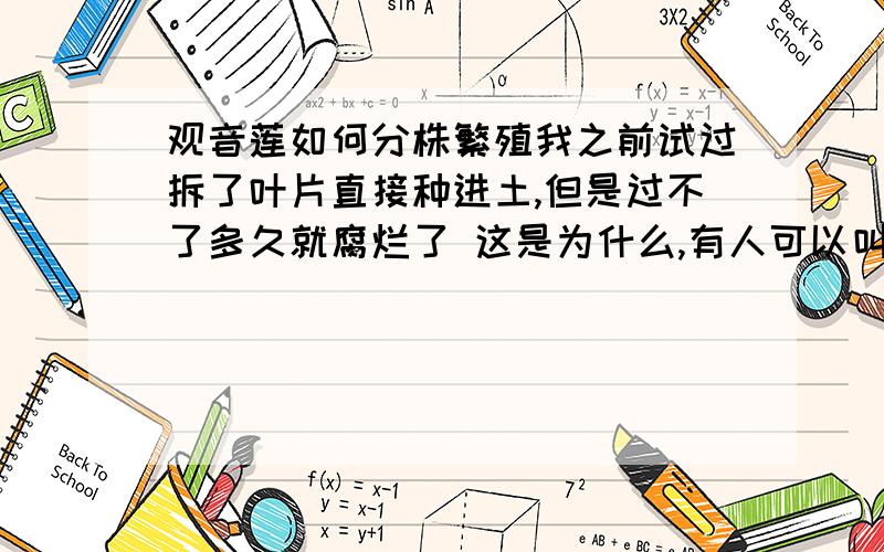 观音莲如何分株繁殖我之前试过拆了叶片直接种进土,但是过不了多久就腐烂了 这是为什么,有人可以叫我怎么分株它吗还有,我的观