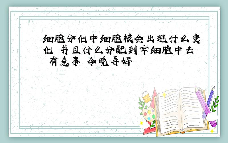 细胞分化中细胞核会出现什么变化 并且什么分配到字细胞中去 有急事 今晚弄好