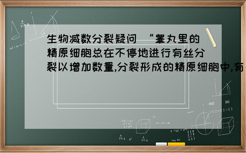 生物减数分裂疑问 “睾丸里的精原细胞总在不停地进行有丝分裂以增加数量,分裂形成的精原细胞中,有一部