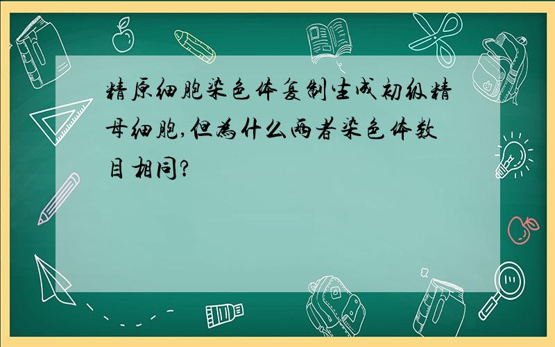 精原细胞染色体复制生成初级精母细胞,但为什么两者染色体数目相同?