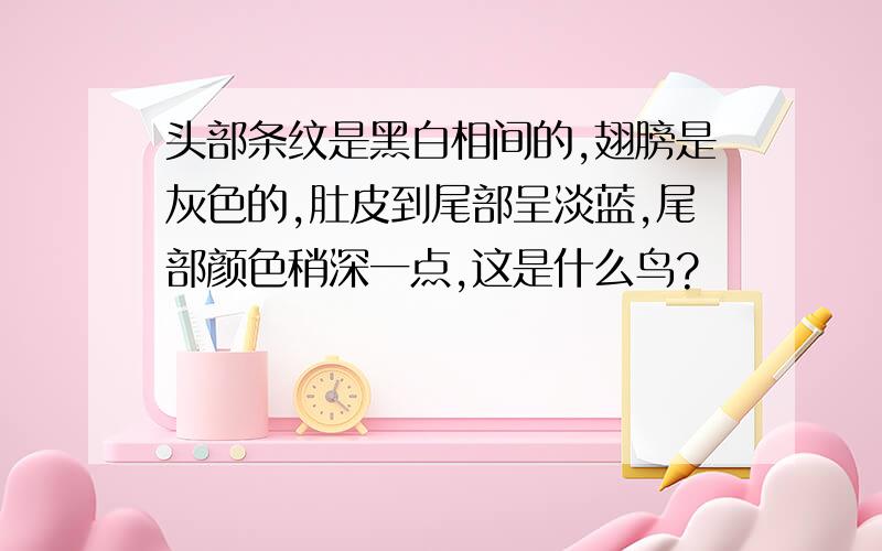 头部条纹是黑白相间的,翅膀是灰色的,肚皮到尾部呈淡蓝,尾部颜色稍深一点,这是什么鸟?