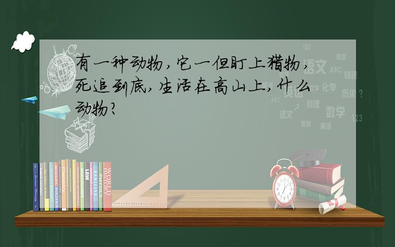 有一种动物,它一但盯上猎物,死追到底,生活在高山上,什么动物?