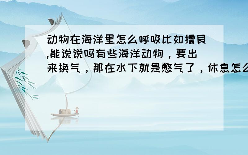 动物在海洋里怎么呼吸比如儒艮,能说说吗有些海洋动物，要出来换气，那在水下就是憋气了，休息怎么办？发生攻击行为怎么处理