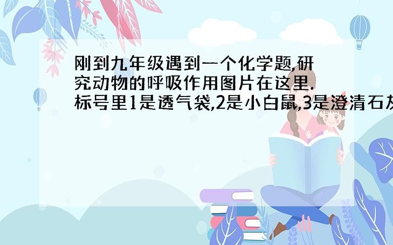 刚到九年级遇到一个化学题,研究动物的呼吸作用图片在这里.标号里1是透气袋,2是小白鼠,3是澄清石灰水,4是空气,5那黑色