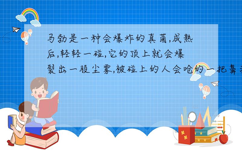 马勃是一种会爆炸的真菌,成熟后,轻轻一碰,它的顶上就会爆裂出一股尘雾,被碰上的人会呛的一把鼻涕一把泪.