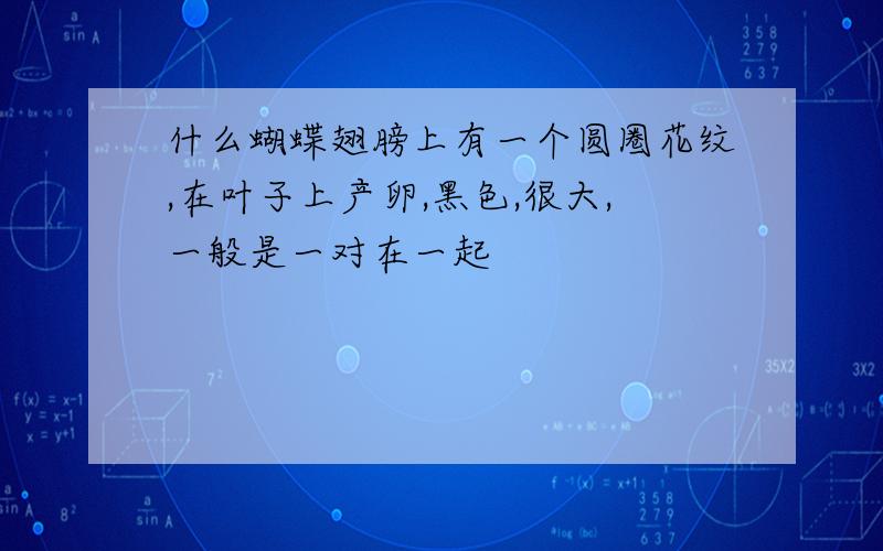 什么蝴蝶翅膀上有一个圆圈花纹,在叶子上产卵,黑色,很大,一般是一对在一起