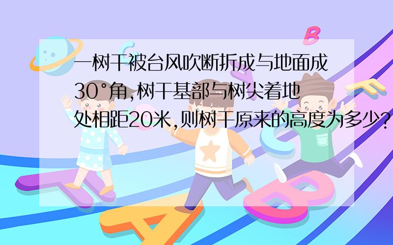 一树干被台风吹断折成与地面成30°角,树干基部与树尖着地处相距20米,则树干原来的高度为多少?