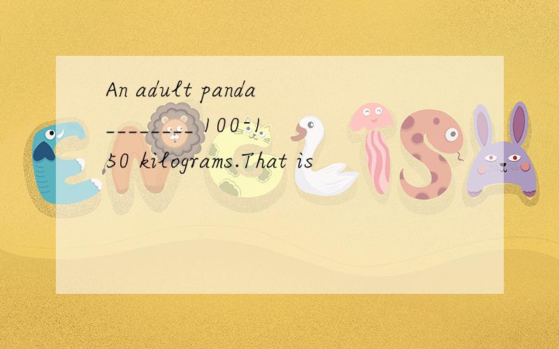 An adult panda________ 100-150 kilograms.That is