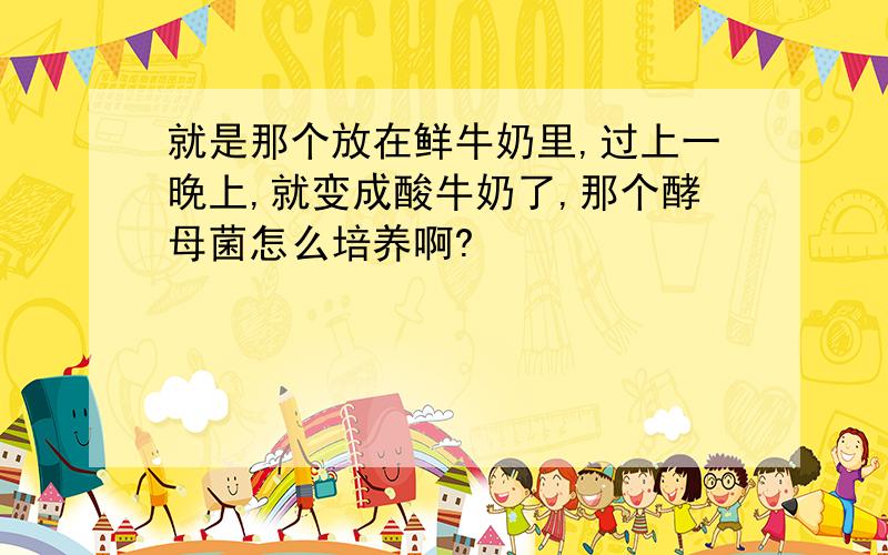 就是那个放在鲜牛奶里,过上一晚上,就变成酸牛奶了,那个酵母菌怎么培养啊?