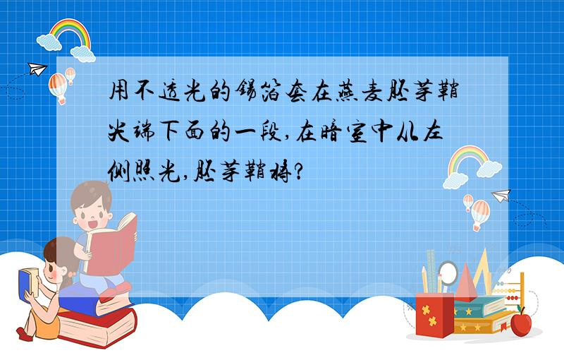 用不透光的锡箔套在燕麦胚芽鞘尖端下面的一段,在暗室中从左侧照光,胚芽鞘将?