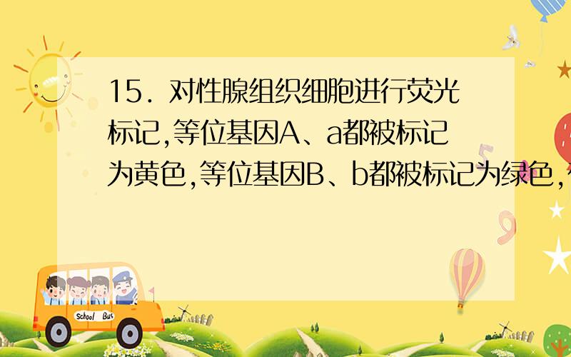 15．对性腺组织细胞进行荧光标记,等位基因A、a都被标记为黄色,等位基因B、b都被标记为绿色,在荧光显微